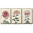 " Antique Turpin Botanical VII " 3 - Pieces-97759593-97759590