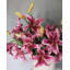 Lys prune 37,5 po Stargazer-606907633-606907635