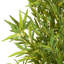 Ensemble de plantes Nadia-132797842-132797843