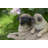 Mother and Baby Pugs