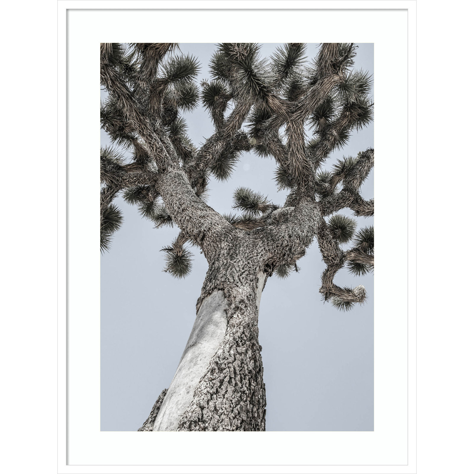Daisey "Joshua" Print by Shot by Clint, White, 41" H x 31" W