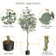 Eucalyptus artificiel avec feuilles de dollar argent