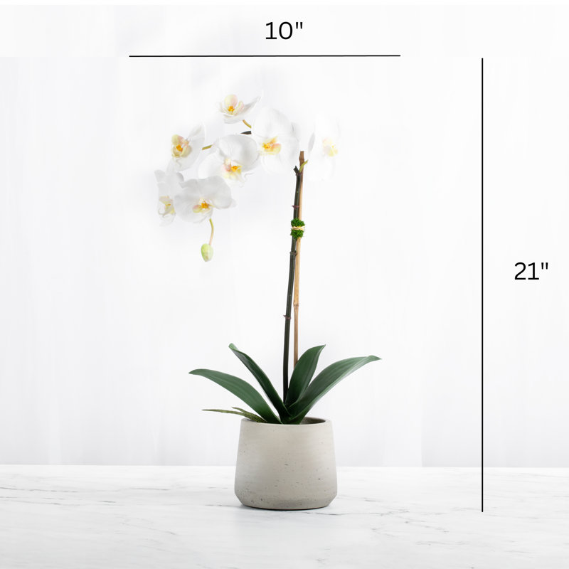 Artificial Orchid Plant, White
