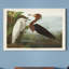 « Pl 256 Purple Heron », reproduction d’art sur toile tendue-805752744