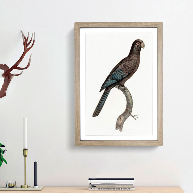 Black Parrot by F. Levaillant - Picture Frame Art Print, Oak Framed, 36cm H x 27cm W x 2cm D