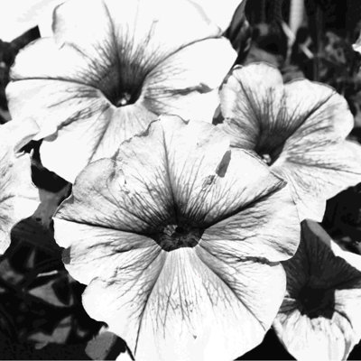 Fleur noire et blanche 6