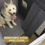 Niche pour chien avec toit en bois massif et grande terrasse