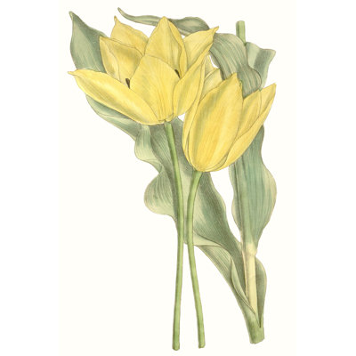 Tulips II 1 Piece Wrapped Canvas Painting