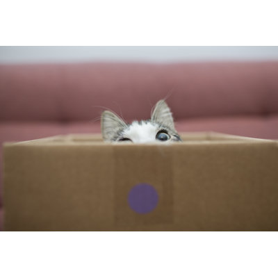 " Cat In The Box " by Kmsh