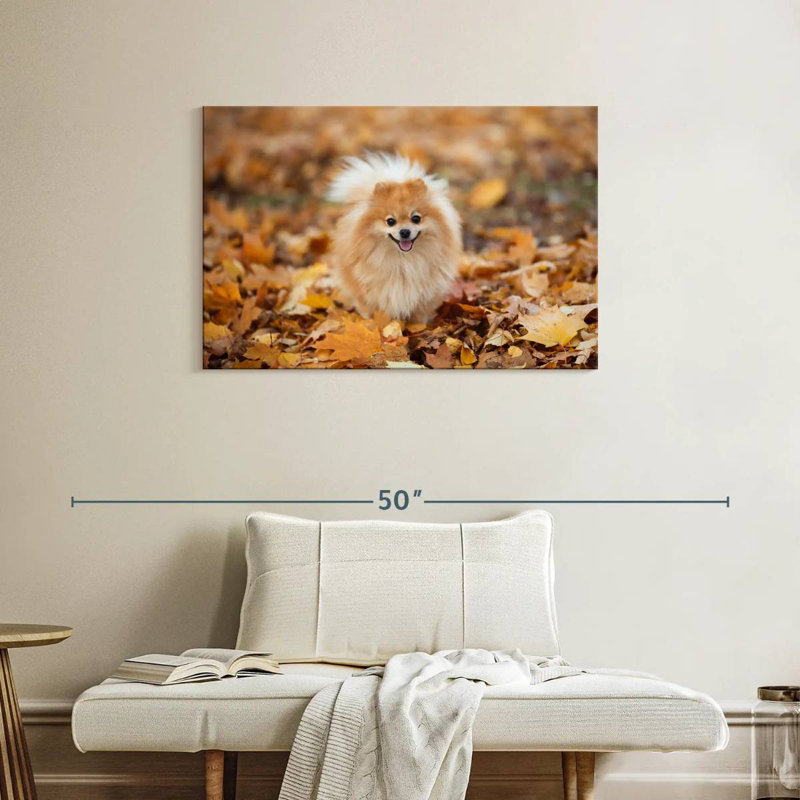 Spitz allemand Brampt sur une promenade d'automne, H 24 po x l 36 po