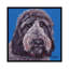 « black labradoodle on blue », impression sur toile-72120895-32500560