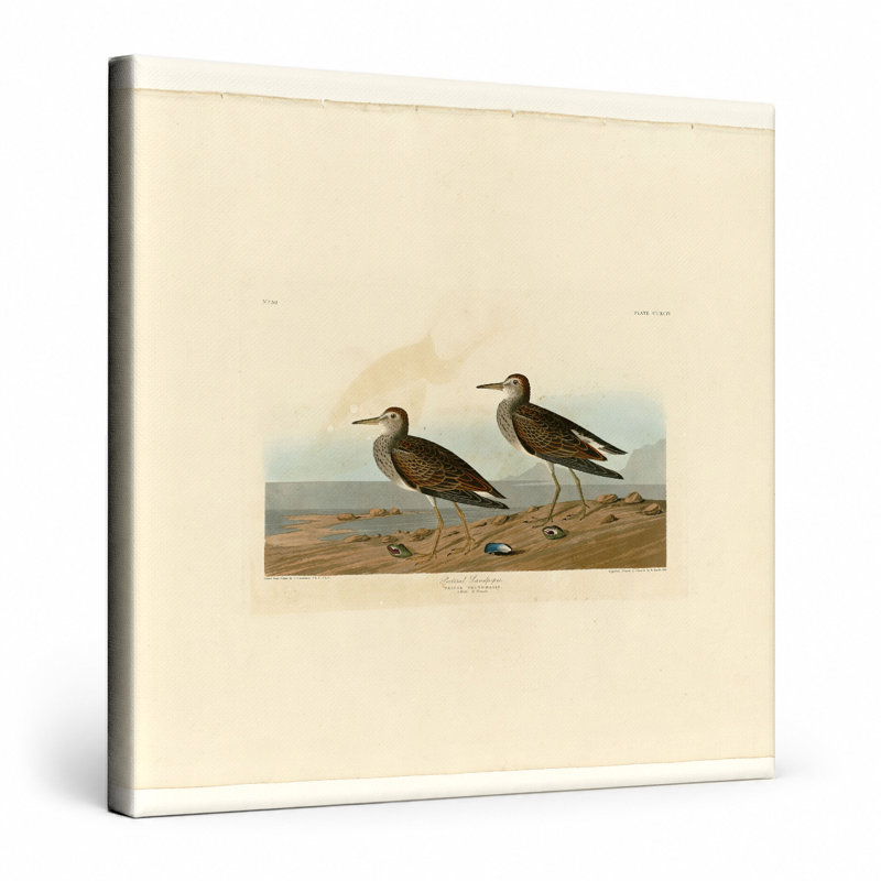 «Pector Sandpiper», planche 294 (1835) - art mural carré sur toile, 16" W x 16" H