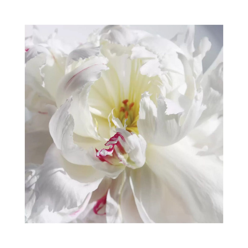 Breathless V by Irena Orlov - Wrapped Canvas Print, 45.72 cm H x 45.72 cm W
