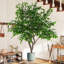 Grand ficus artificiel de 8,2 pi avec grand pot stable rempli de ciment