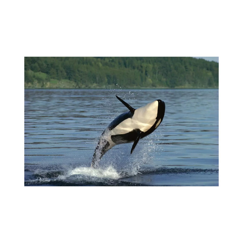 Orca Breaching, Inside Passage, Alaska by Gerry Ellis - Wrapped Canvas Print, 66.04 cm H x 45.72 cm W x 1.91 cm D