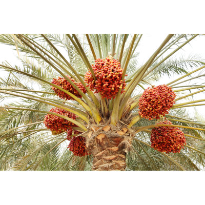 Khalal Dates In A Tree by Aksphoto - Wrapped Canvas Print