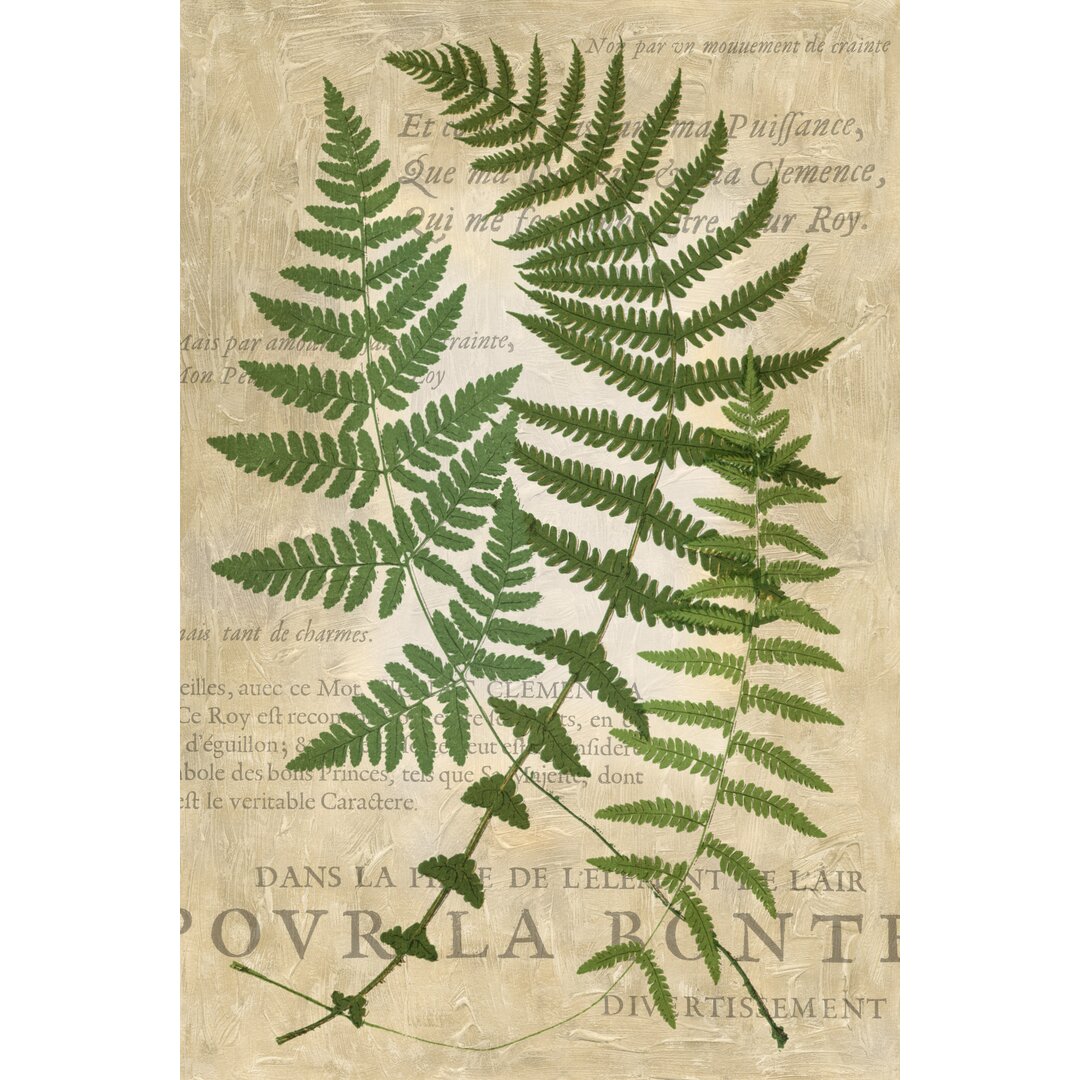 Leinwandbild Fern Folio I von Vision Studio