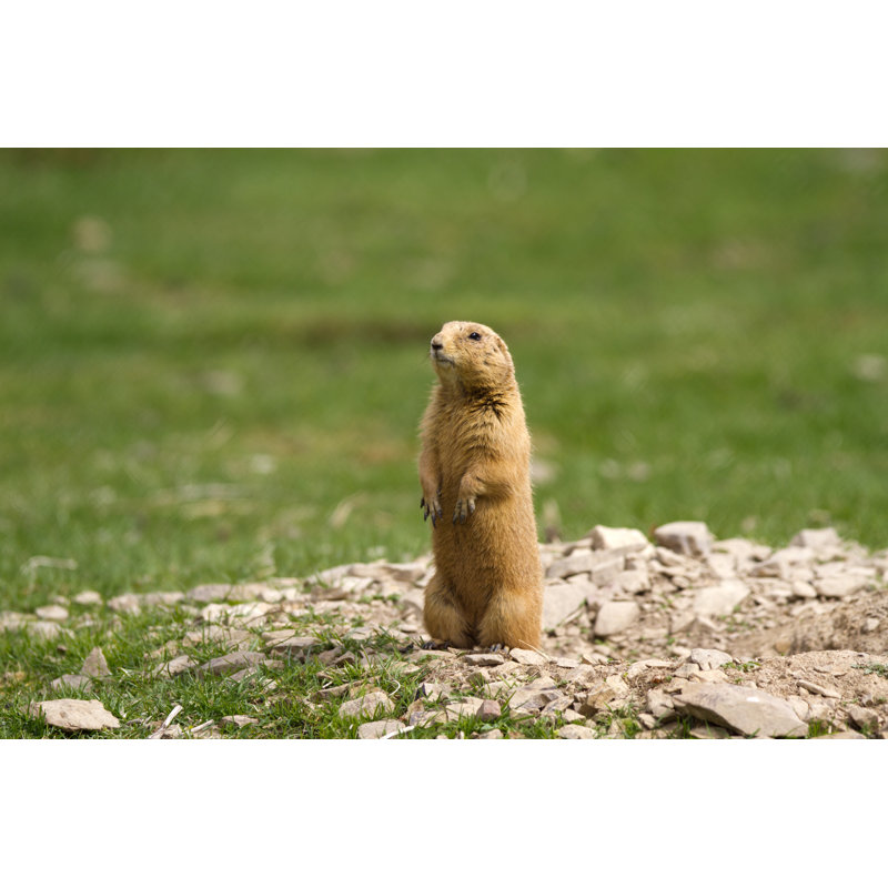 Black Tailed Prairie Dog by ViktorCap - Wrapped Canvas Print, 30cm H x 46cm W
