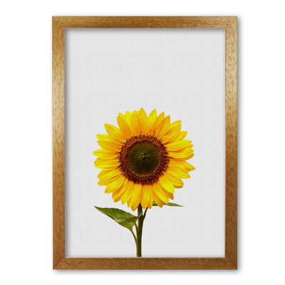 Sunflower Still Life - Print
