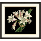 Antique Orchid On Black III Painting