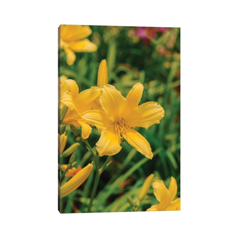 Daylily Garden IV 1 Piece Wall Art on Canvas, 45.72cm H x 30.48cm W x 1.91cm D, Wrapped Canvas