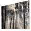 «Sunbeam Through Black White Forest», photographie-35125691-35125694