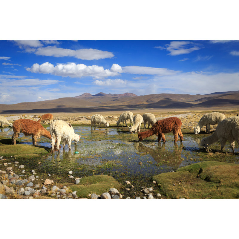 Llamas by Dmitry_Saparov - Wrapped Canvas Print, 81cm H x 122cm W x 3.8cm D