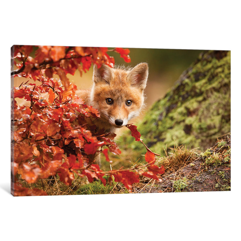 " Fox " by Robert Adamec, 8" H x 12" W x 0.75" D, No Mat, Wrapped Canvas