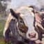 Moo Moo III By John Beard - Gallery Wrapped Canvas Print-2075184899