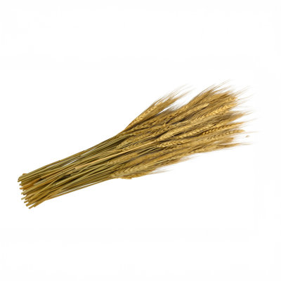 Long Natural Dried Everlasting Plants Bunch