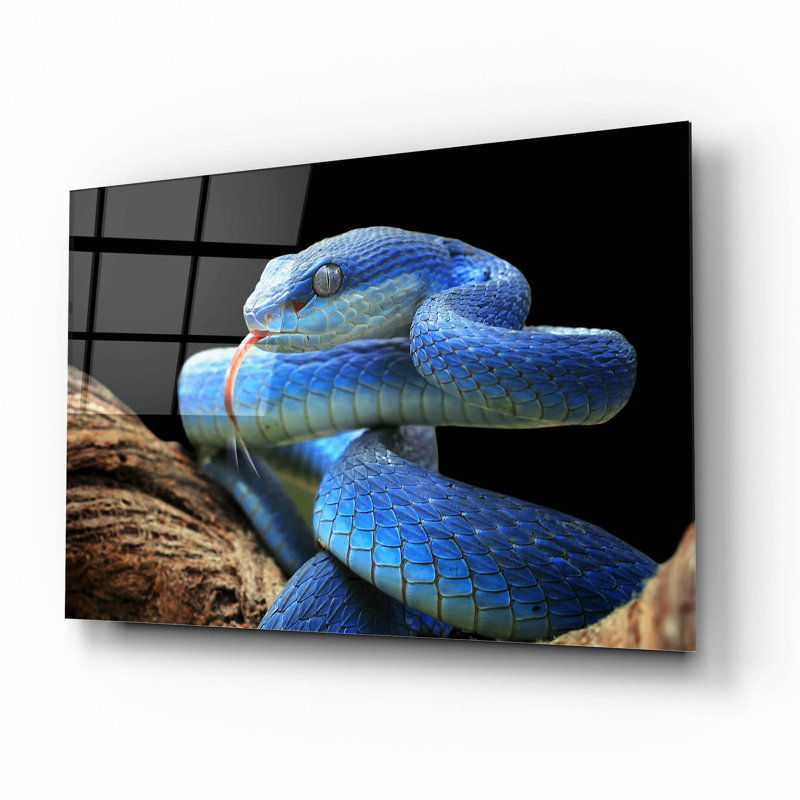 Blue Viper Snake par Epic Portfolio, H 12 po x l 16 po x P 0,13 po
