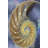 Shell Extraction II-1857309520