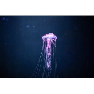 Glowing Jellyfish - Wrapped Canvas Print