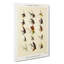Trout Fishing Flies Version 6 by Mary Orvis Marbury - Wrapped Canvas-55302481