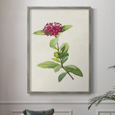 Pretty Pink Botanicals II Framed Print - Solid Wood