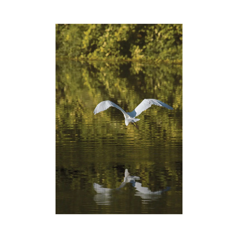 Egret Over Golden Waters by Louis Ruth - Wrapped Canvas Print, 20.32 cm H x 30.48 cm W