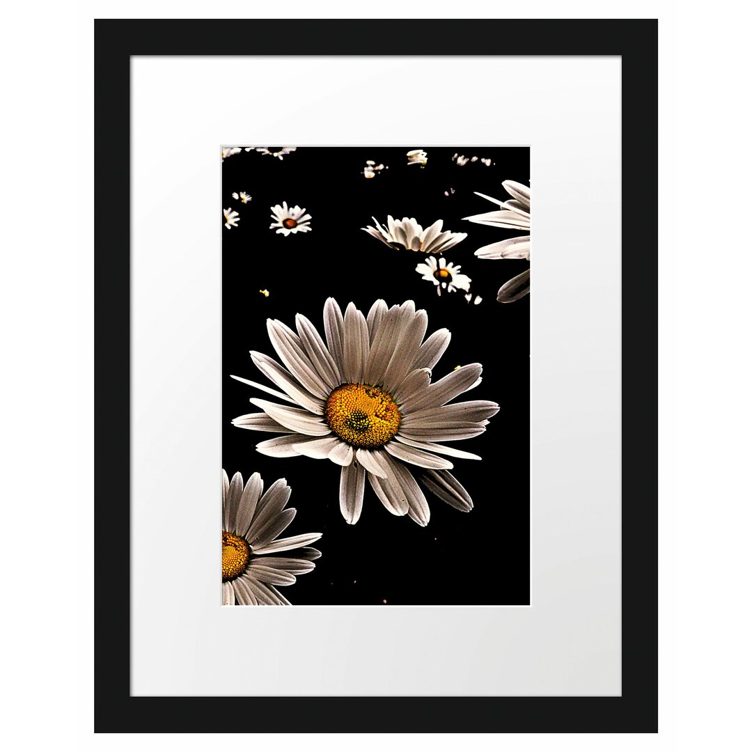 Gerahmtes Poster Dark Margeriten Blüten