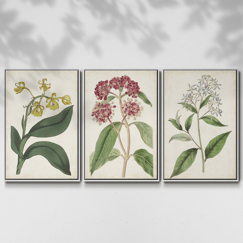 Ensemble de 3 pièces encadrées sur toile Antique Botanical Collection VI, Blanc, H 40 po x l 78 po