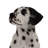 Sitting Dalmatian Dog Statue