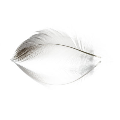 Bird Feather by Thomasvogel