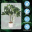 Petite plante en pot réaliste pour comptoir