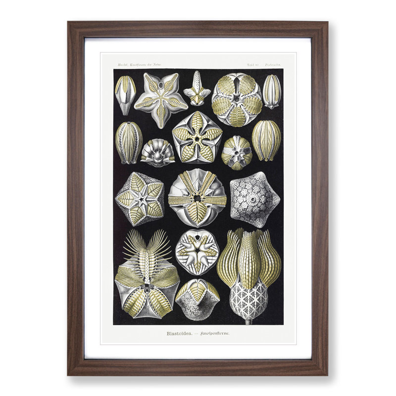 Blastoid Sea Buds by Ernst Haeckel - Picture Frame Painting, 65cm H x 48cm W x 2cm D, Walnut Framed