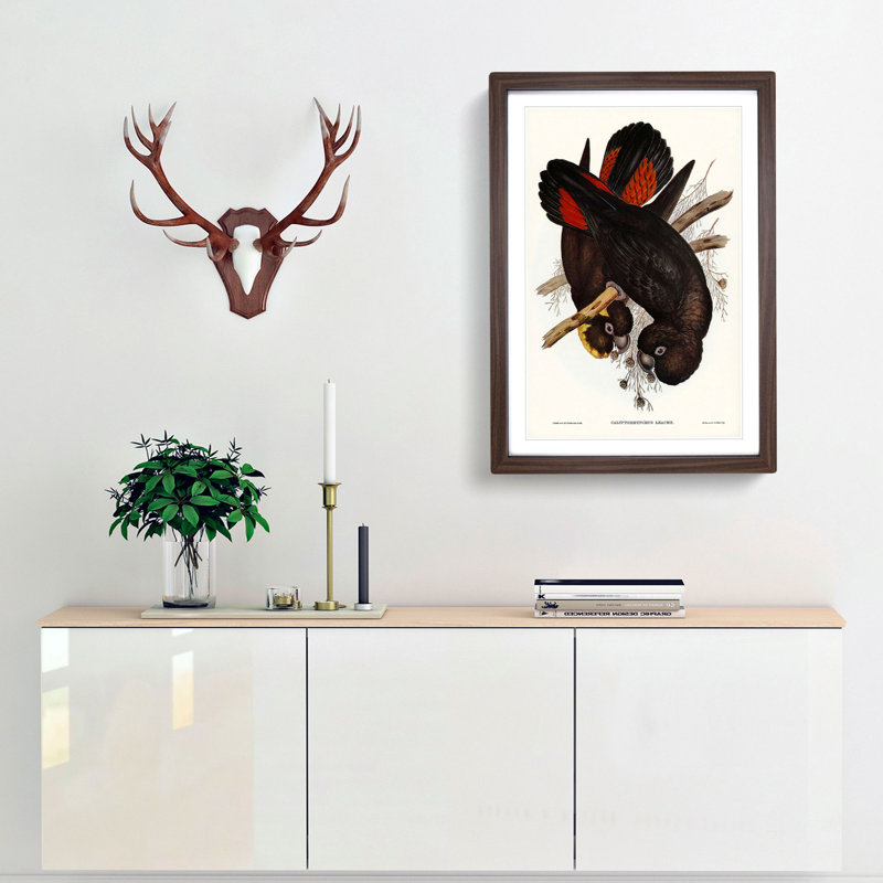 Leach's Cockatoo by Elizabeth Gould - Picture Frame Painting Print, 36cm H x 27cm W x 2cm D, Walnut Framed