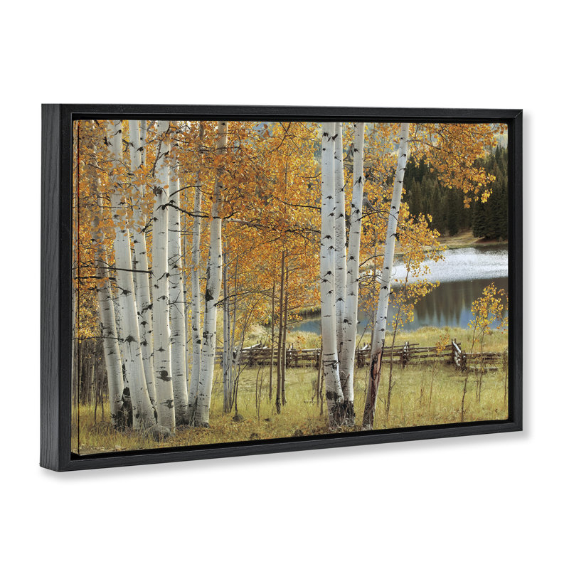 Cadre flottant Autumnal Birch Beauty, design par Mike Jones, H 21 po x l 31 po, Cadre flottant noir de jais