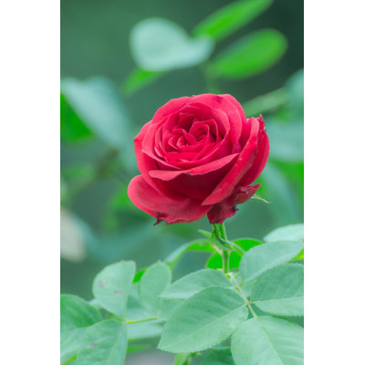 " Red Rose "