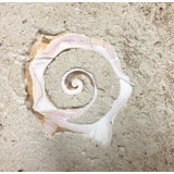 6" x 6" SeaStone Cut Shell Scroll Fossil Bevel Edge Medallion Tile in Buff