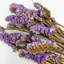 Bundle of 4 Dried Preserved Myosotis Forget-Me-Nots Bouquets 21"-111078520