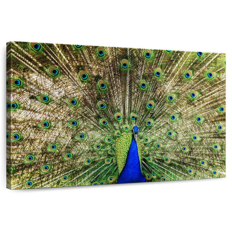 Crowle Majestic Peacock Display, 34" H x 51" W