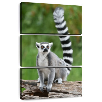 Brampt Ring Tailed Lemur On A Log