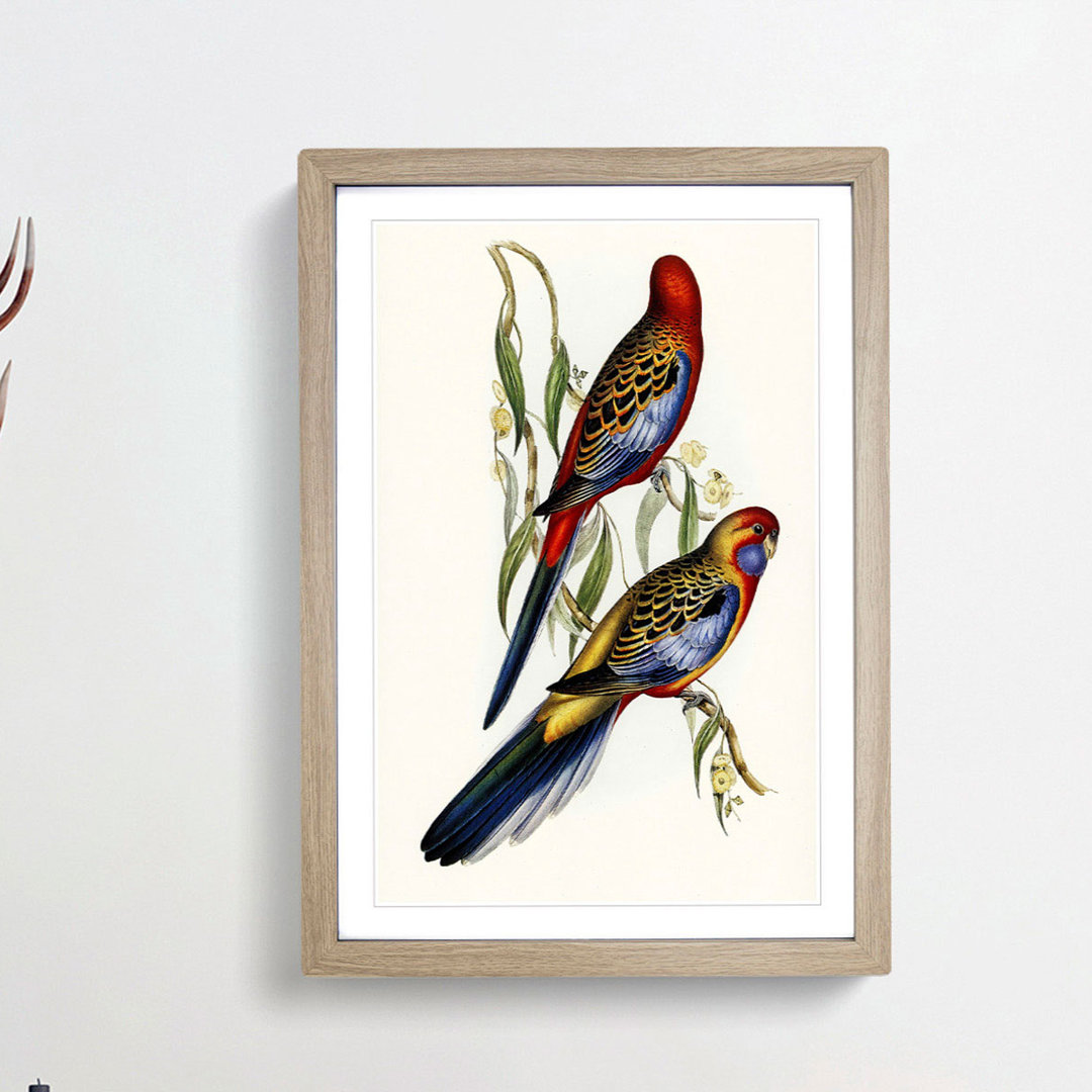 Adelaide Parakeets by Elizabeth Gould - Single Picture Frame Painting